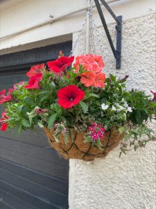 50% off Hansel Hanging Baskets. 25% off plants